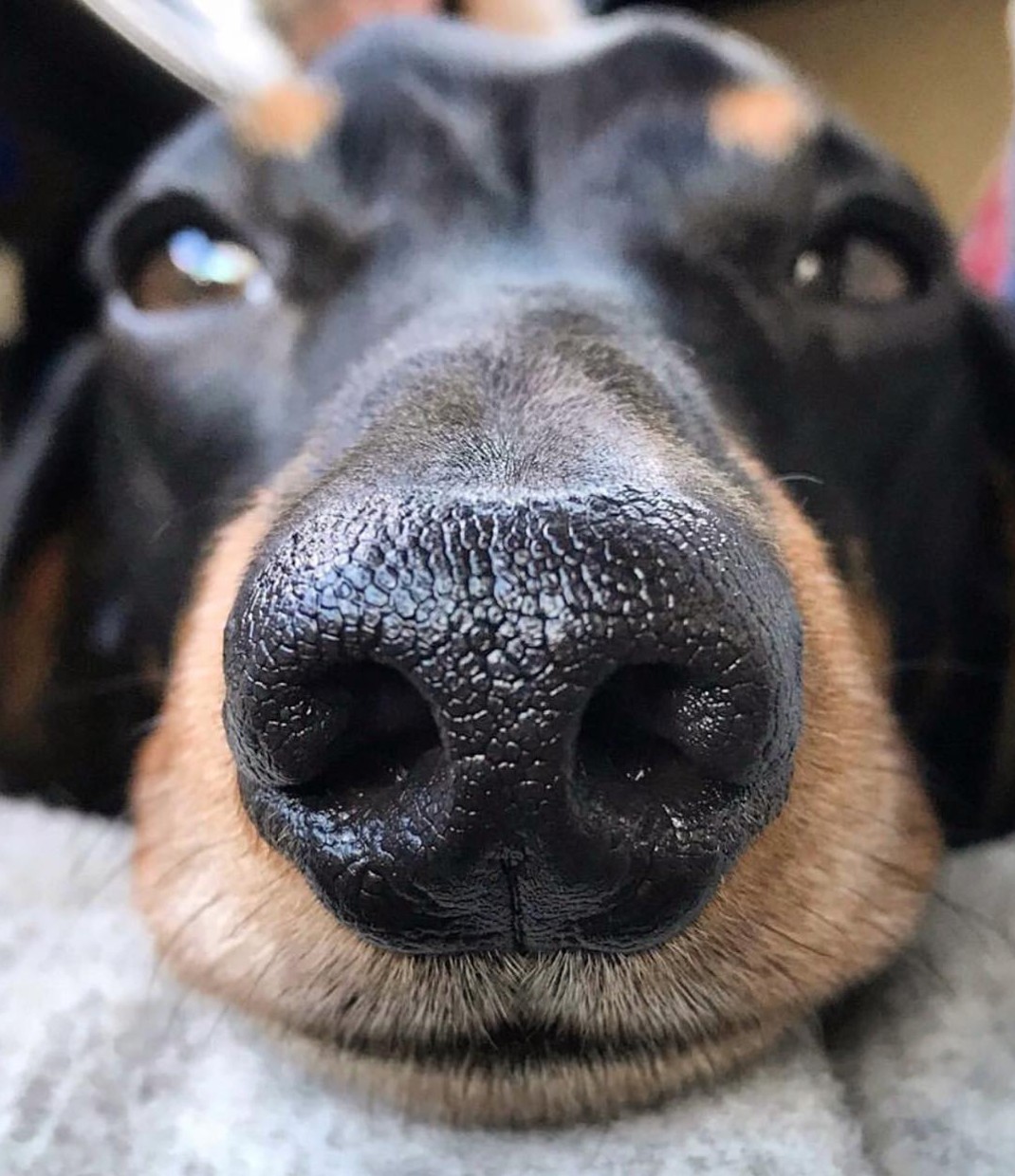 1070x1240, 232 Kb / собака, морда, нос