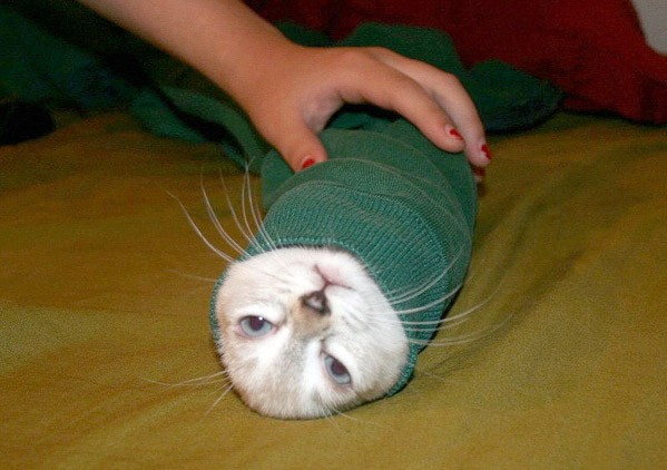 599x422, 57 Kb / шаверма, шаурма, полуфабрикат, кот