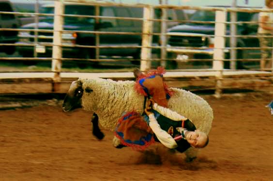 564x374, 36 Kb / баран, овца