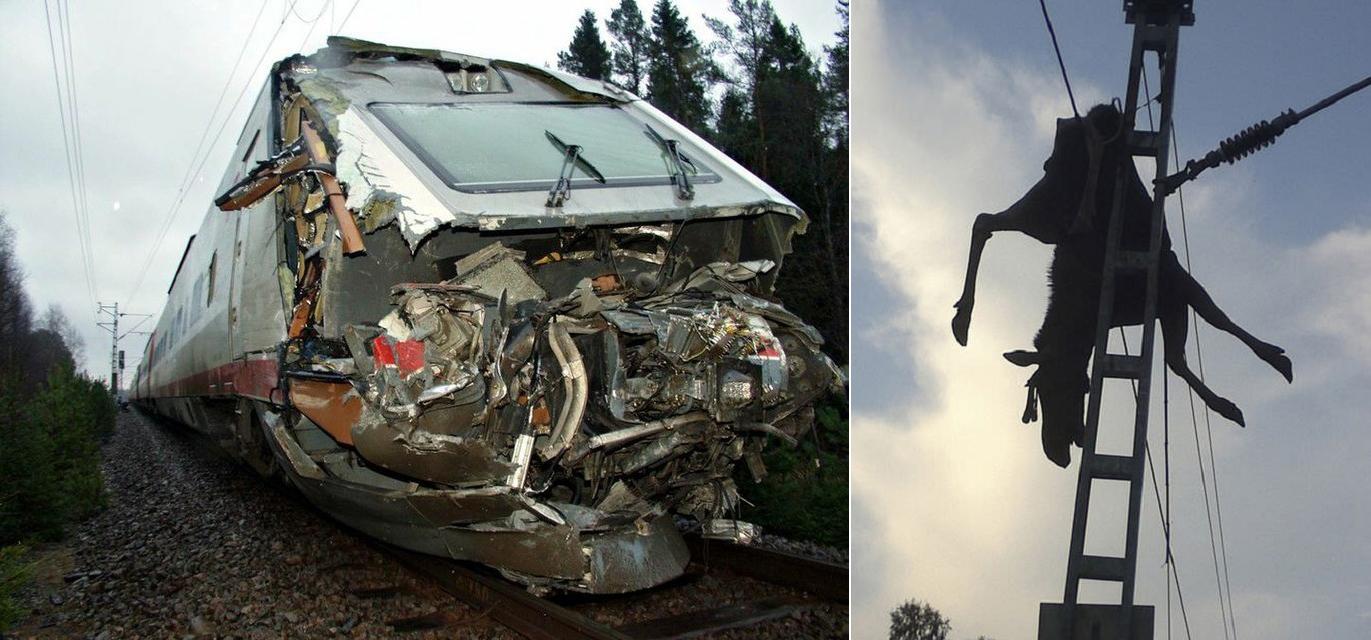 1371x640, 562 Kb / сапсан, лось, провода