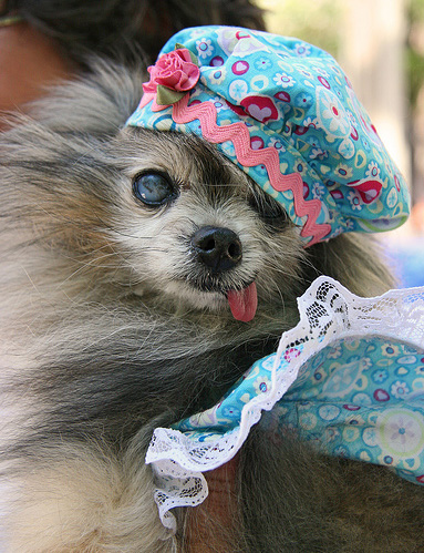 383x499, 141 Kb / собака, урод