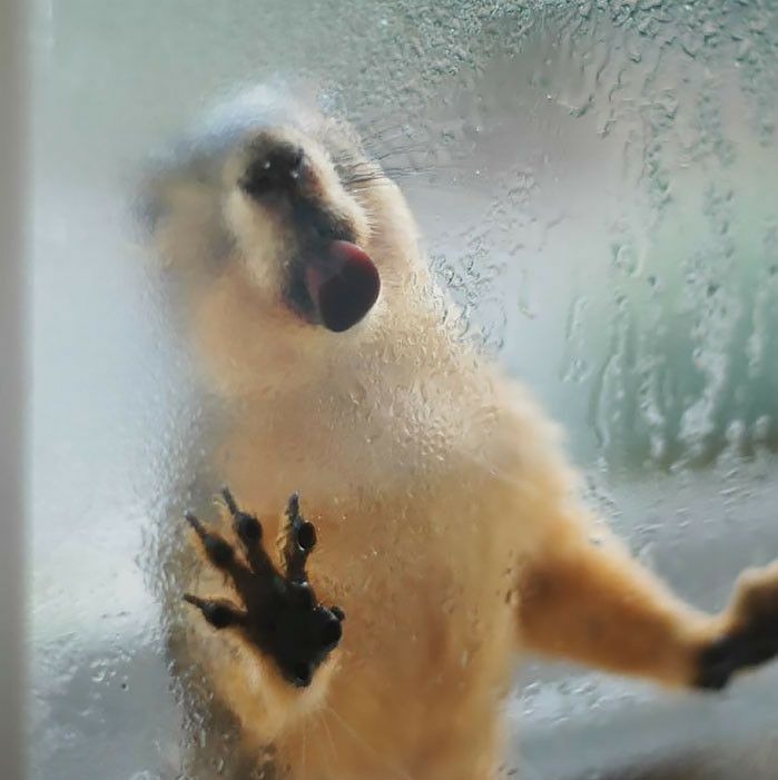 699x701, 58 Kb / суслик, стекло, язык, лапки