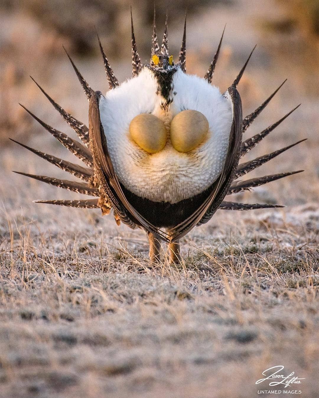 1080x1350, 193 Kb / шалфейный тетерев