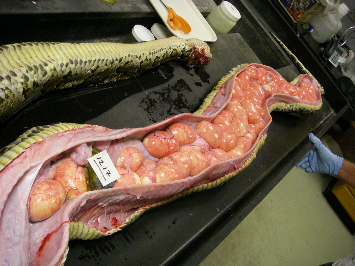 1200x900, 235 Kb / питон, яйца, разрез