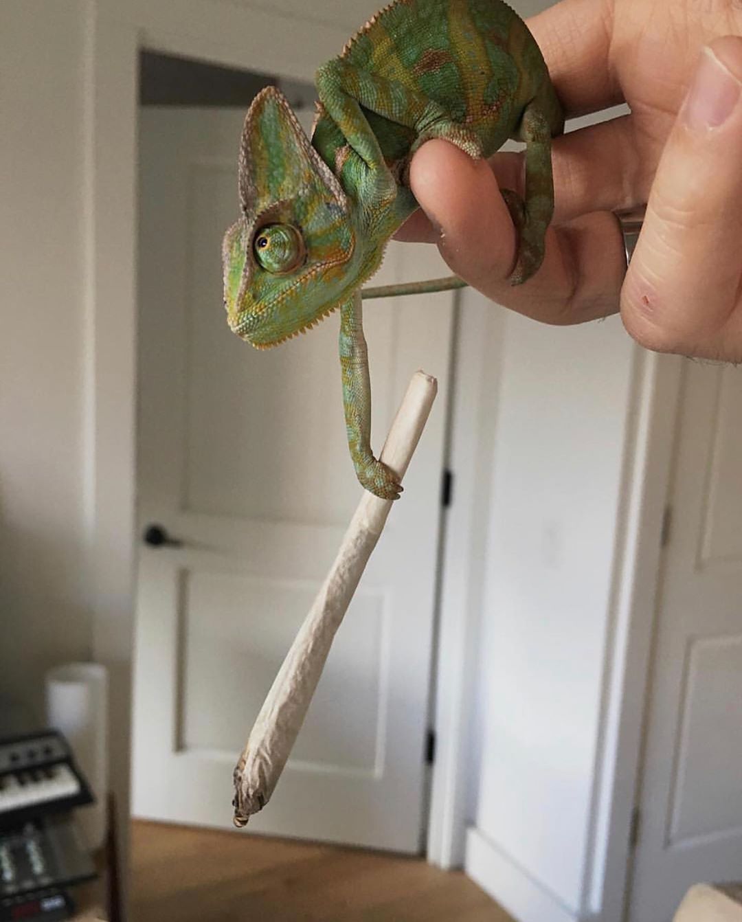 1080x1342, 109 Kb / рука, косяк, сигарета, хамелеон