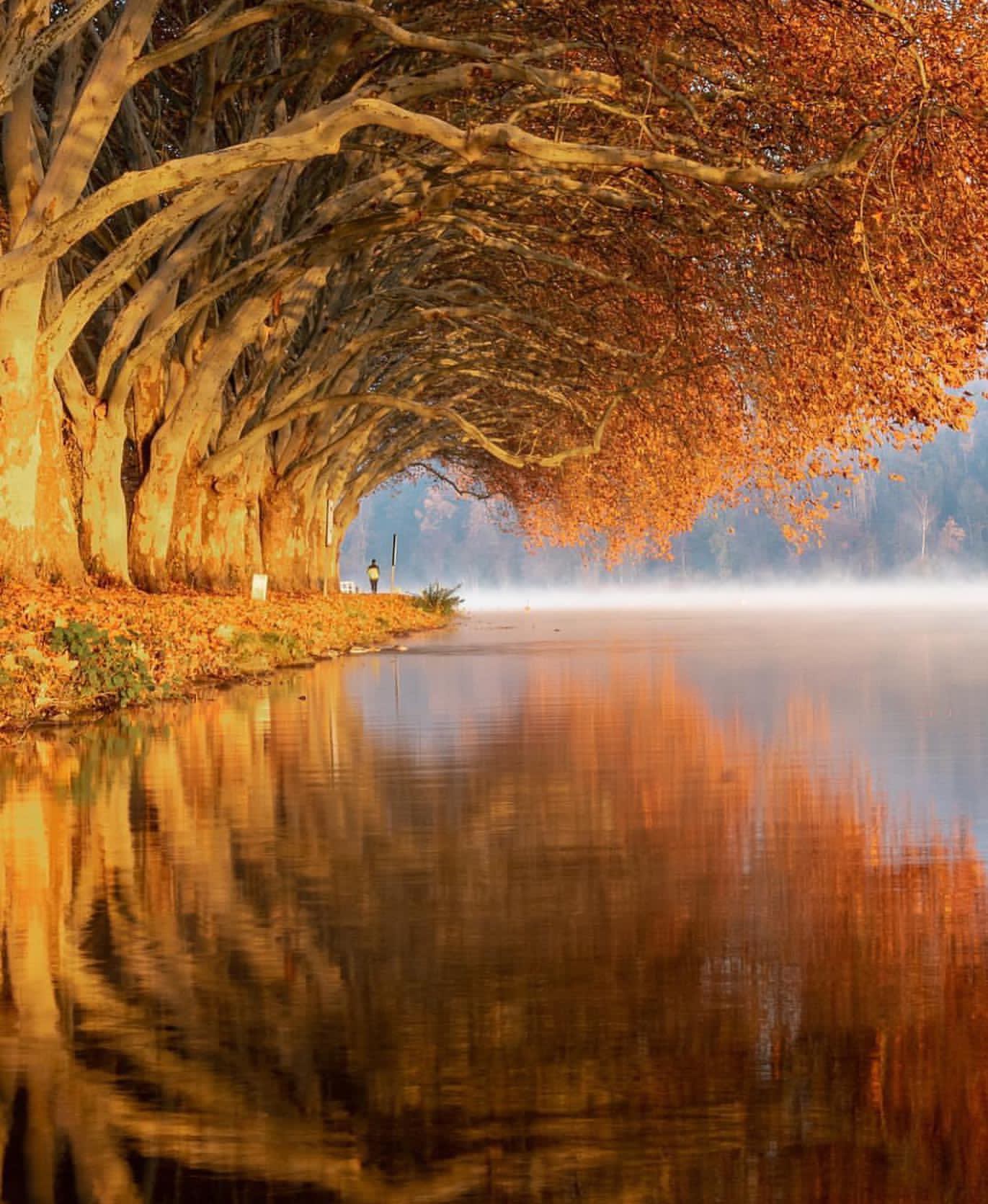 1371x1671, 190 Kb / деревья, склонились, вода, отражение, осень