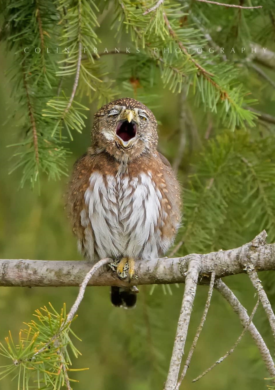 951x1350, 268 Kb / сова