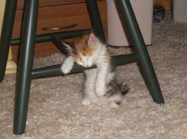 600x449, 26 Kb / котенок, стул