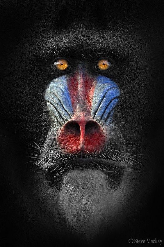 564x846, 106 Kb / обезьяна, мадрил