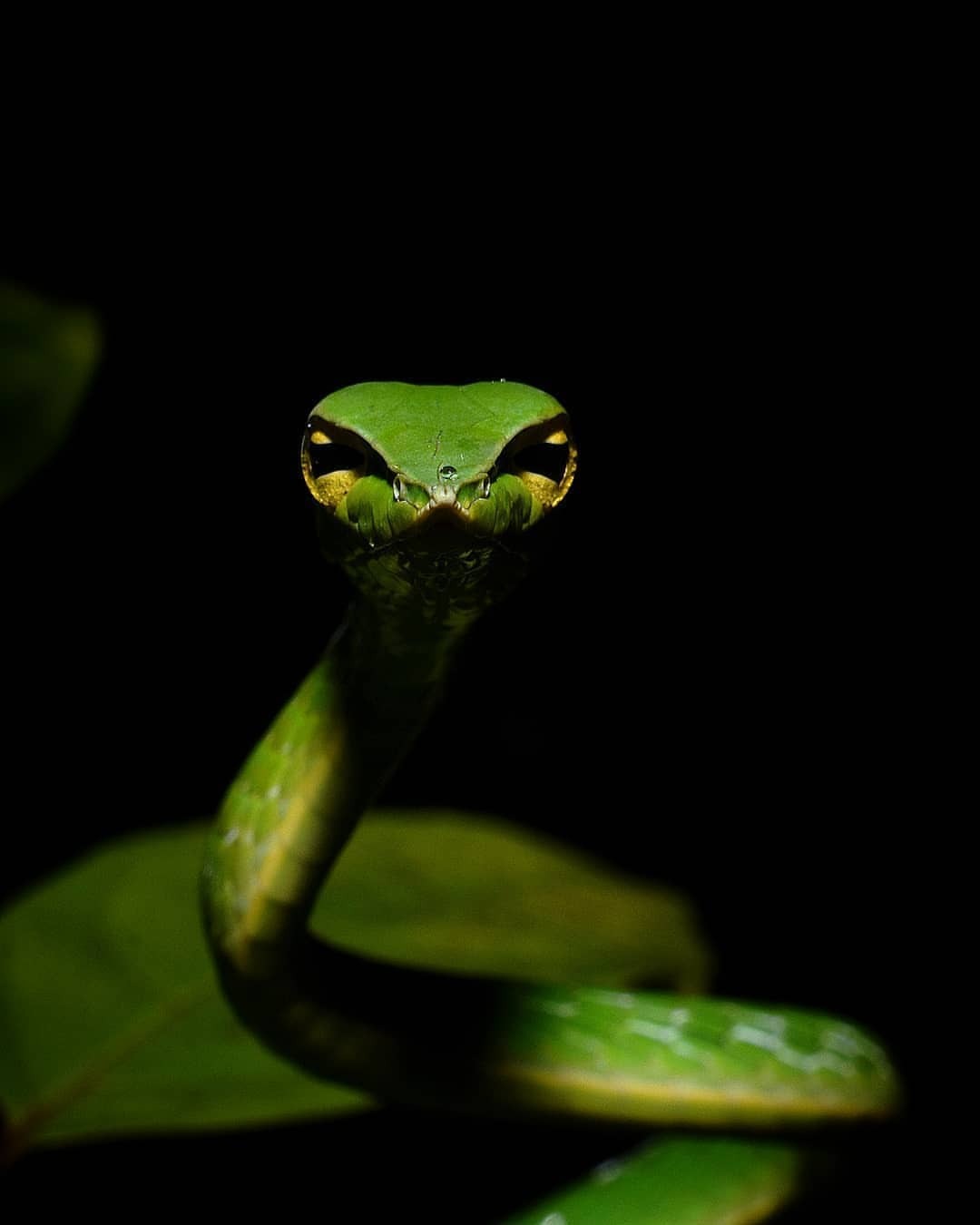 1080x1350, 44 Kb / змея, зеленая, изумрудная