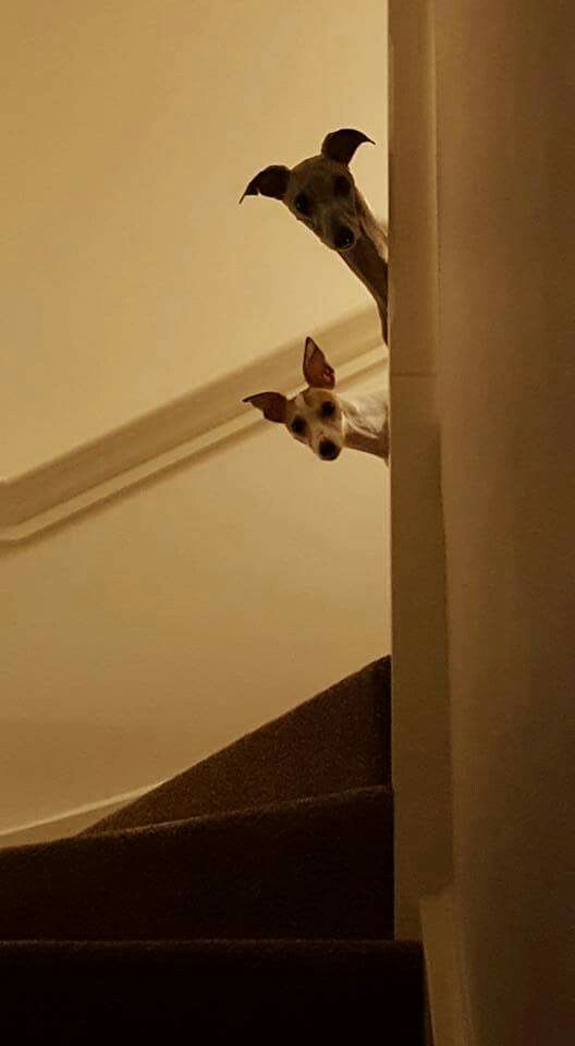 528x960, 25 Kb / собака, лестница, голова, выглядывает