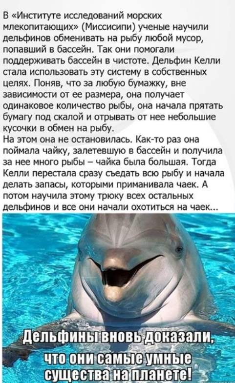 481x785, 79 Kb / дельфины