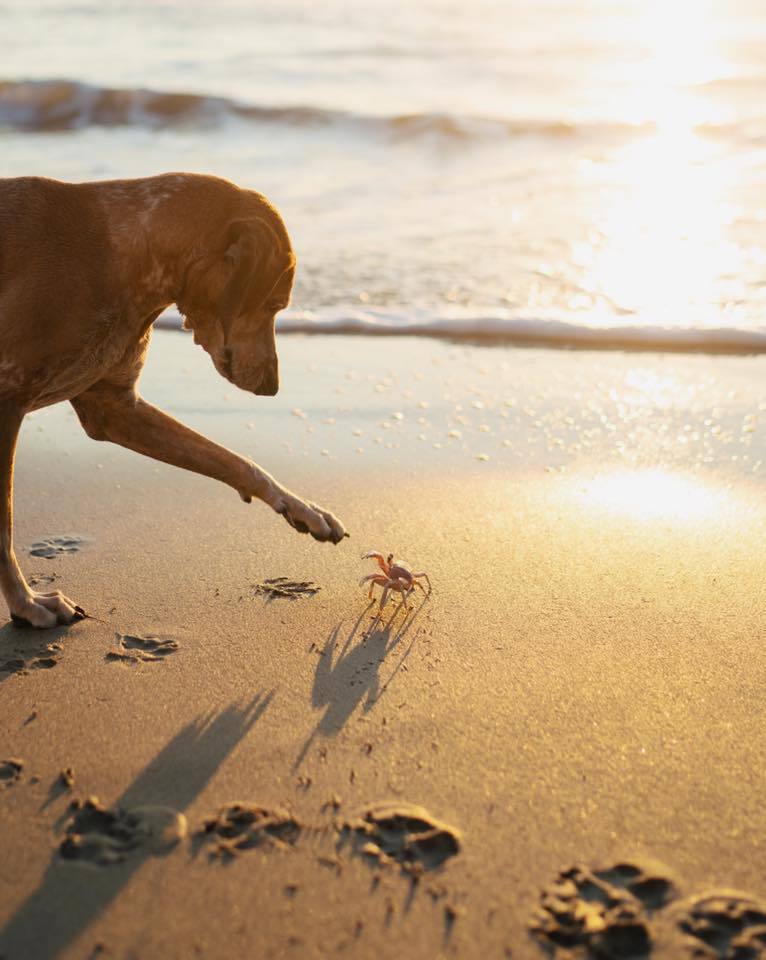 766x960, 69 Kb / собака, краб, закат, солнце, лапа, берег, пляж, песок, море