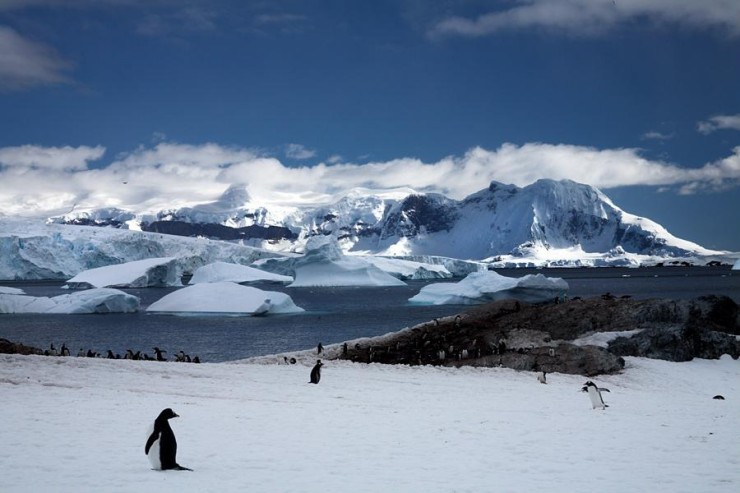 740x493, 69 Kb / полюс, пингвины