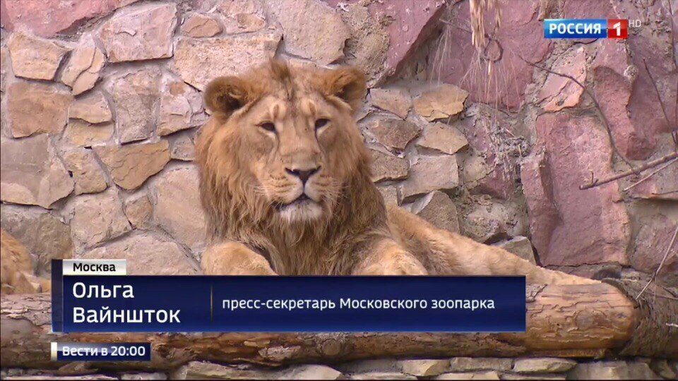 960x540, 196 Kb / лев, зоопарк, пресс-секретарь