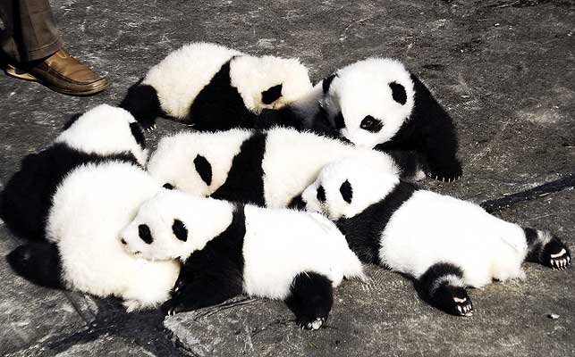 643x400, 47 Kb / панда