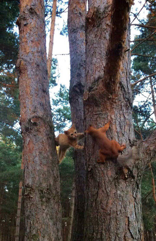 640x986, 147 Kb / рыжий, кот, белка, деревья