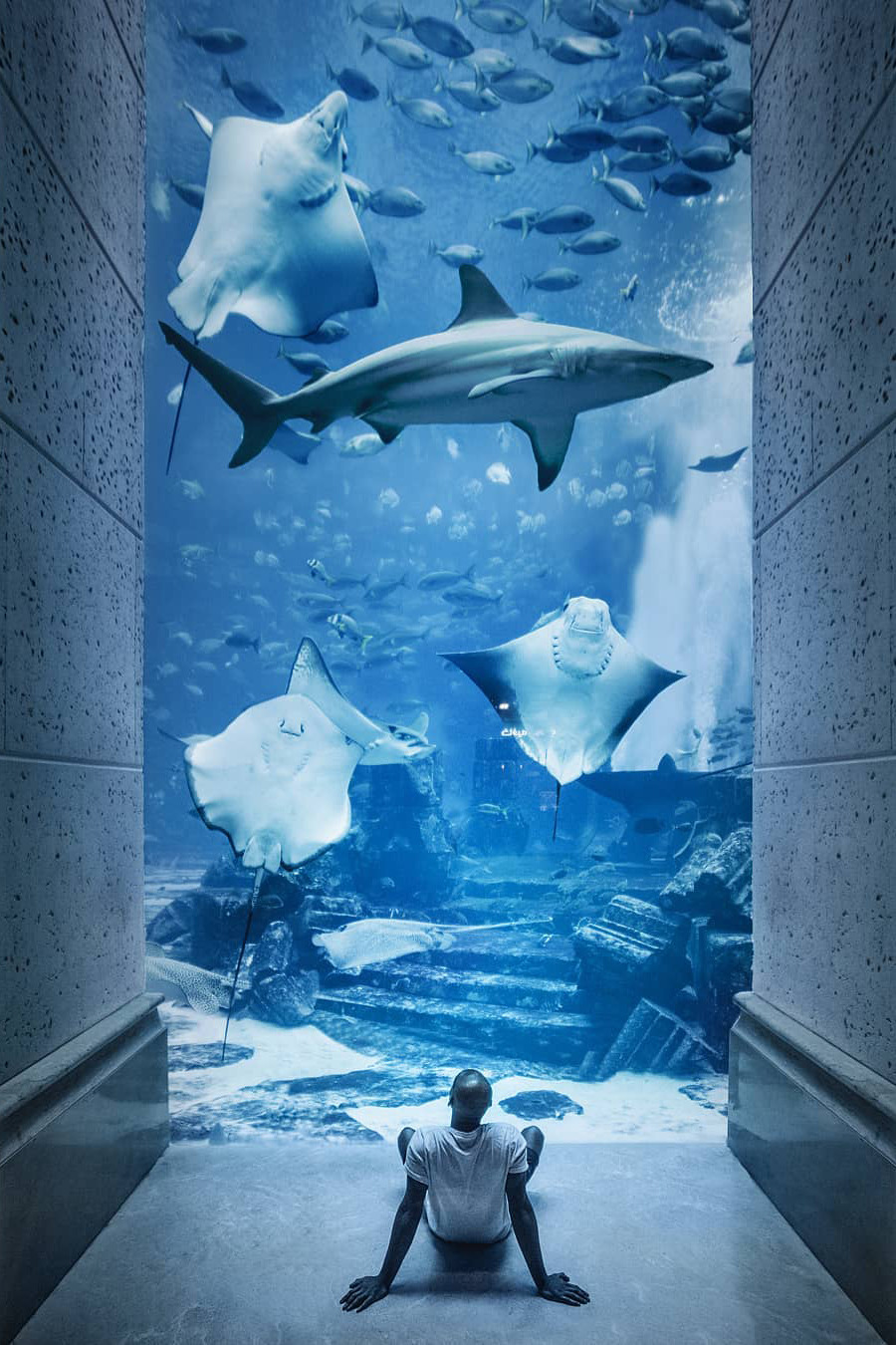 900x1350, 340 Kb / бассейн, акула, скат, негр