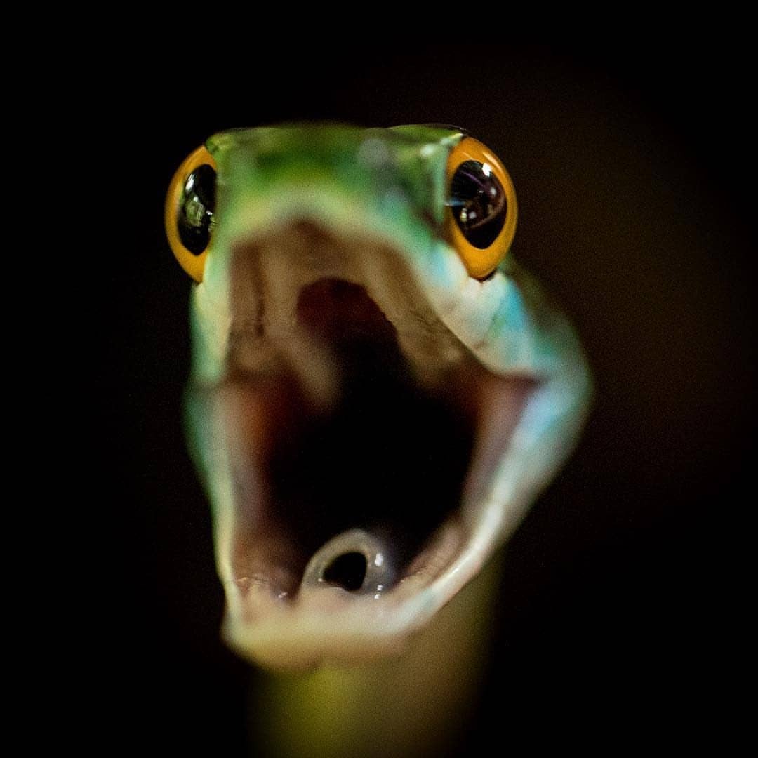 1080x1080, 75 Kb / змея, голова