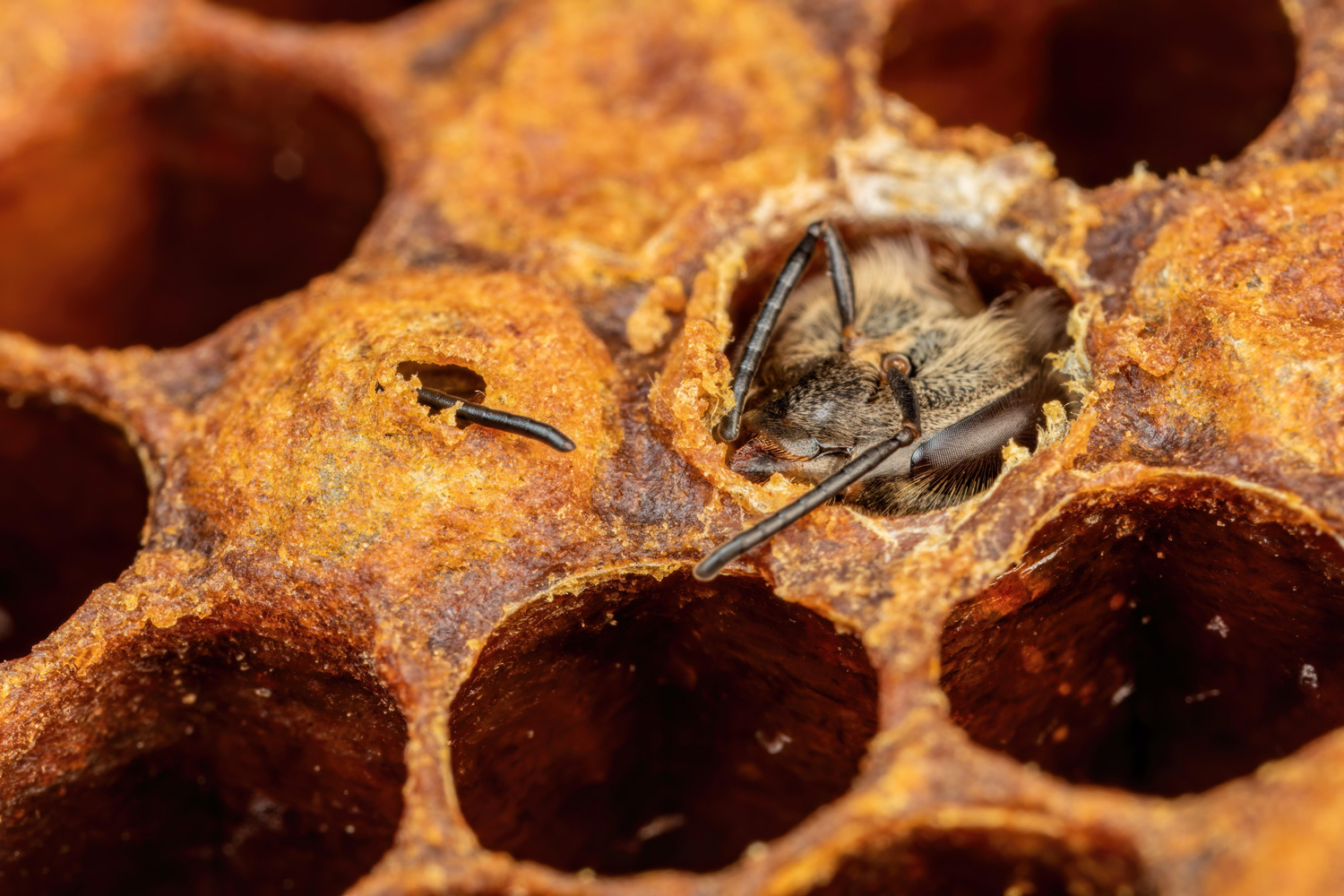 1500x1000, 601 Kb / соты, лезут, пчёлы