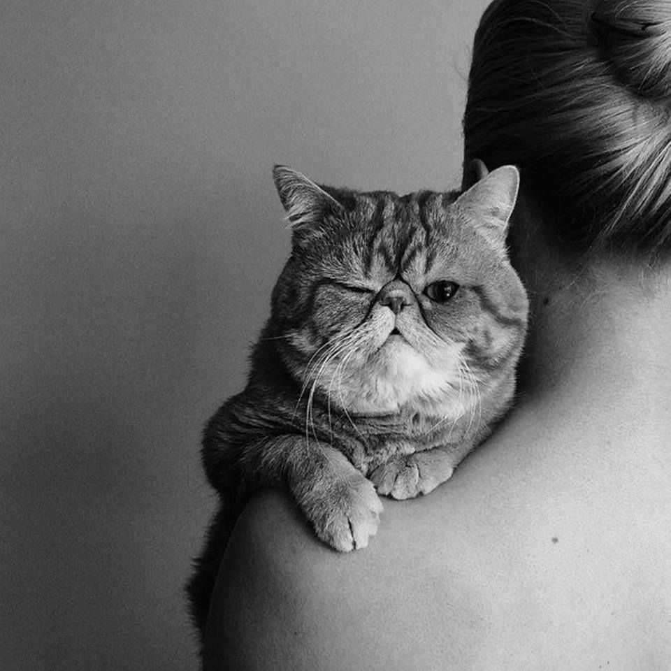 960x960, 102 Kb / кот, кошка, подмигивает, плечо, родинка, ч/б