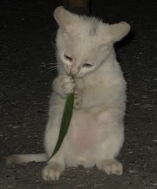 228x275, 8 Kb / снусмумрик, котёнок, жрёт, грызёт