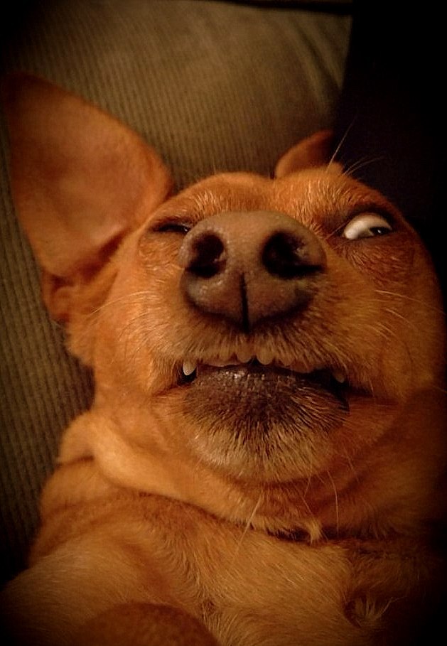 629x909, 91 Kb / собака, глаз, нос, спит