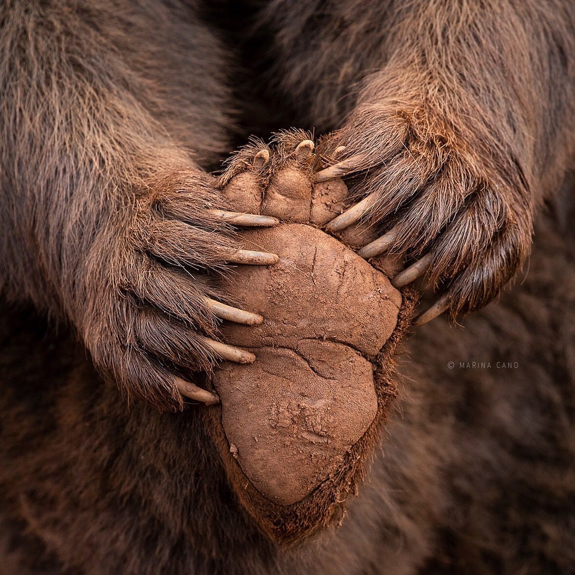 1179x1179, 249 Kb / медведь, лапа, когти