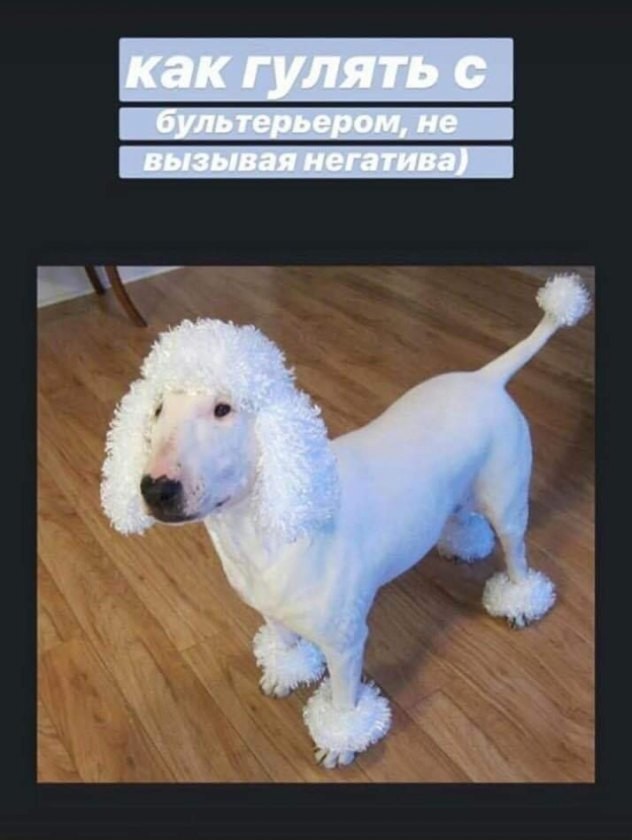 632x840, 69 Kb / собака, пудель, бультерьер, костюм