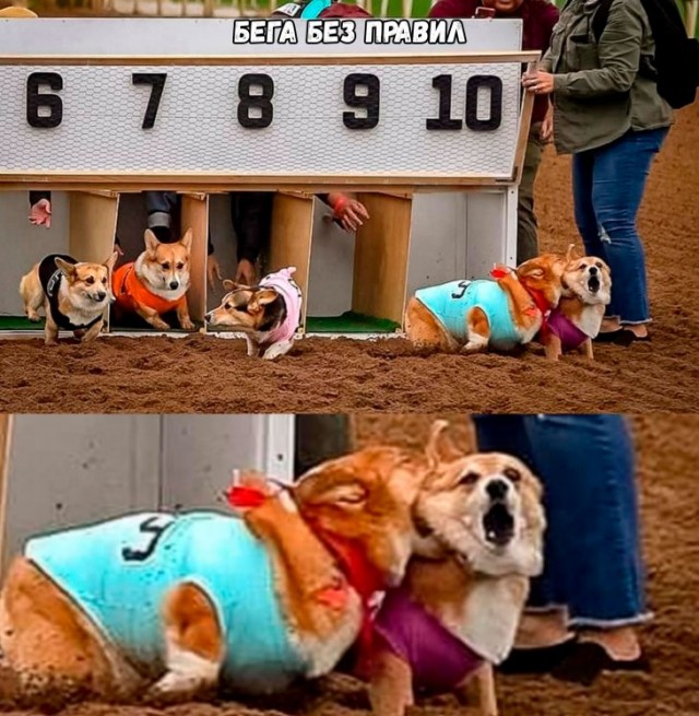 640x655, 120 Kb / собака, забег, соревнования, кусь, корги