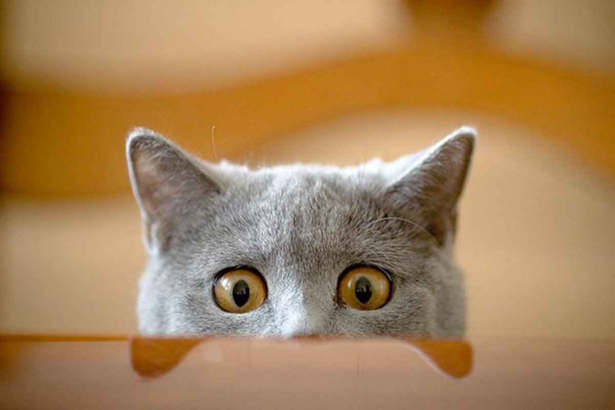 1200x800, 116 Kb / кот, выглядывает, глаза