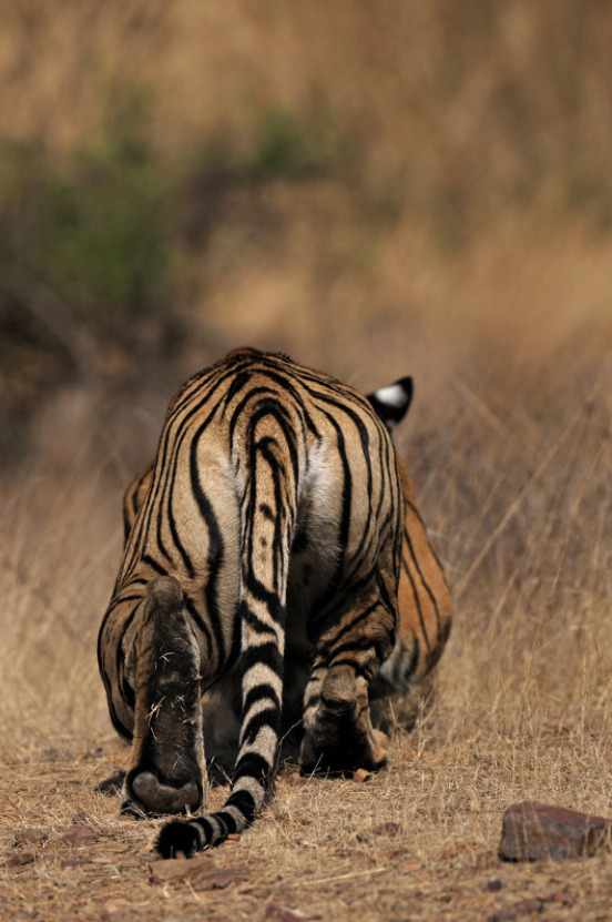 552x831, 140 Kb / попа, тигр, крадется, трава, хвост, пятка