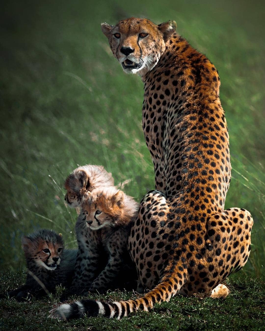 1080x1350, 234 Kb / гепард, котенок