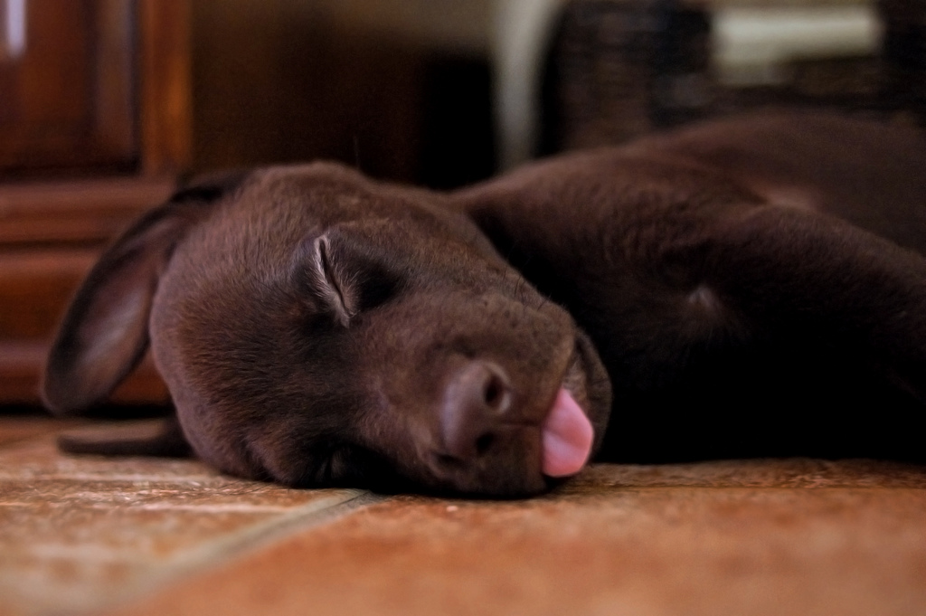 1024x681, 218 Kb / лабрадор, щенок, язык