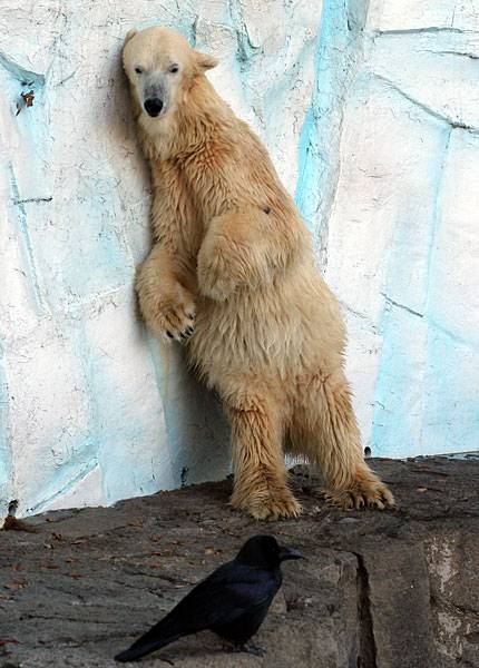 430x600, 46 Kb / медведь, ворона