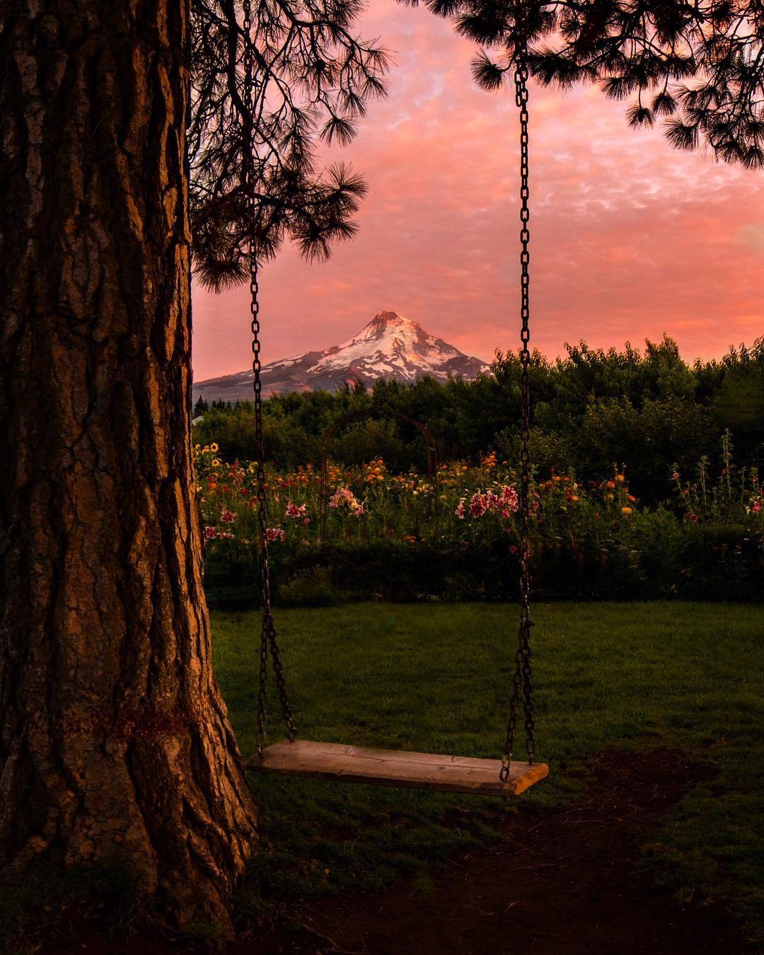 1080x1350, 217 Kb / дерево, качели, гора, скала, цепь, цветы, Half Dome, гранит