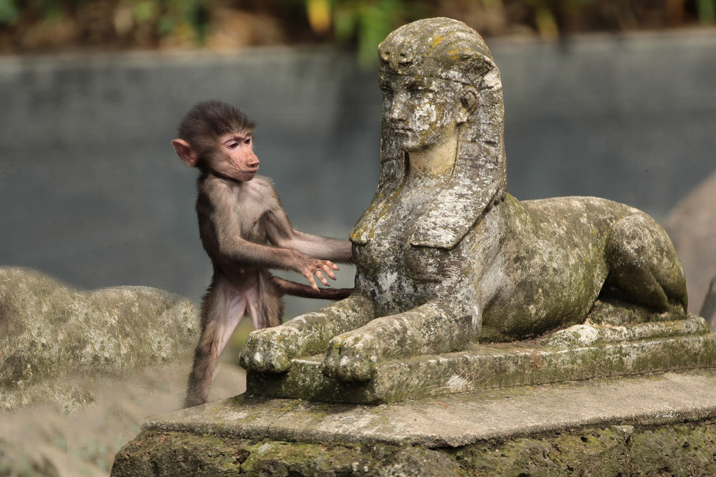 1024x683, 209 Kb / Юный бабуин, статуя, фигура, сфинкс