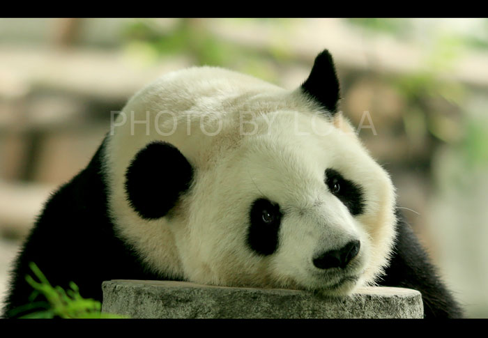 700x485, 50 Kb / панда