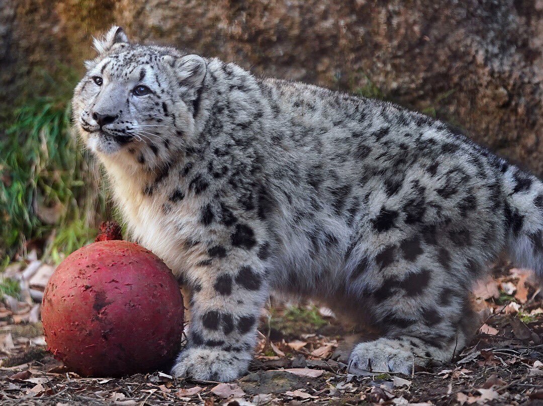 1080x808, 294 Kb / Ирбис, гранат, снежный барс