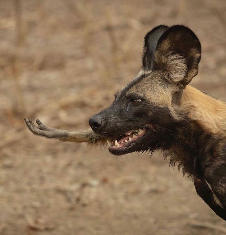 779x809, 66 Kb / гиена, лапа