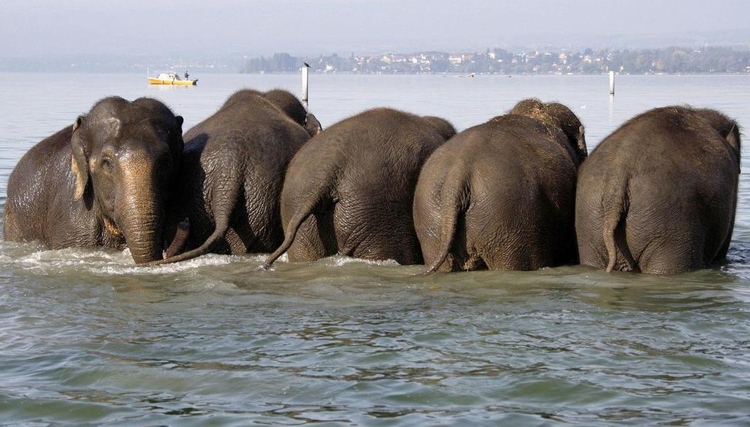 750x427, 163 Kb / слоны, купание