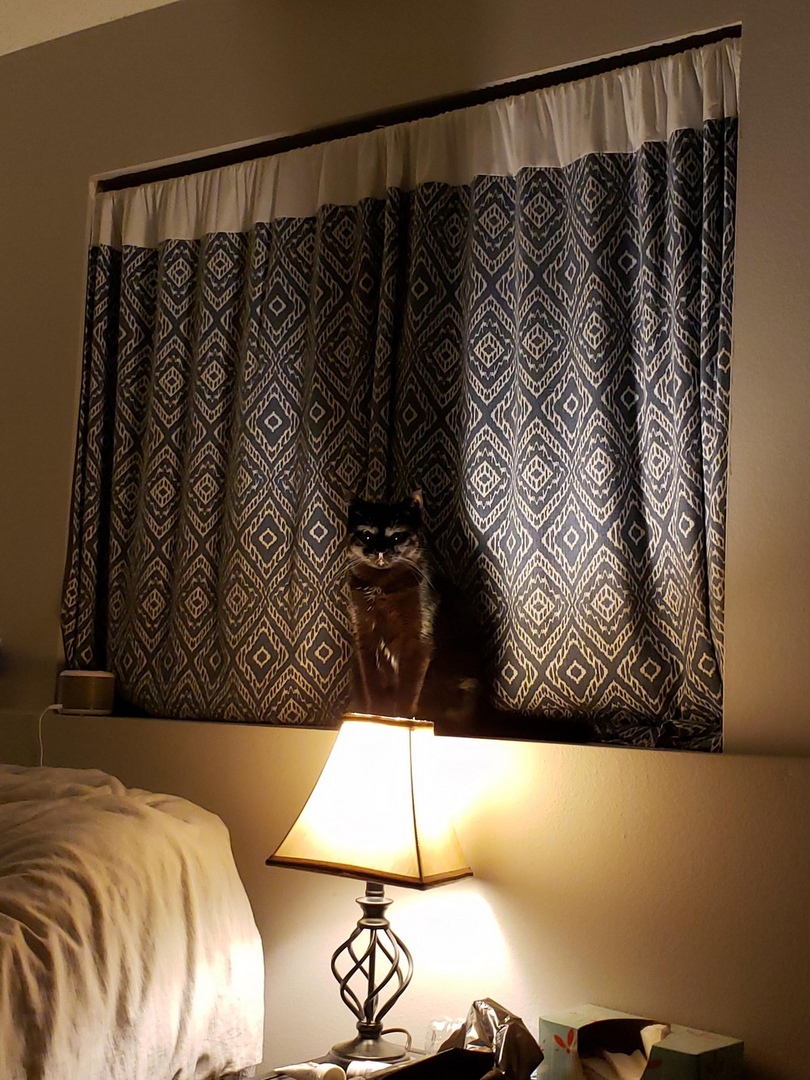 810x1080, 365 Kb / кот, лампа, шторы, окно, свет, тень