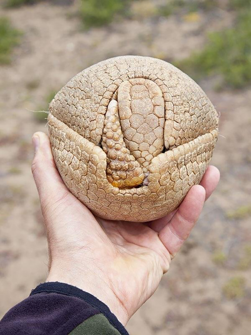 800x1067, 335 Kb / броненосец, шар, рука