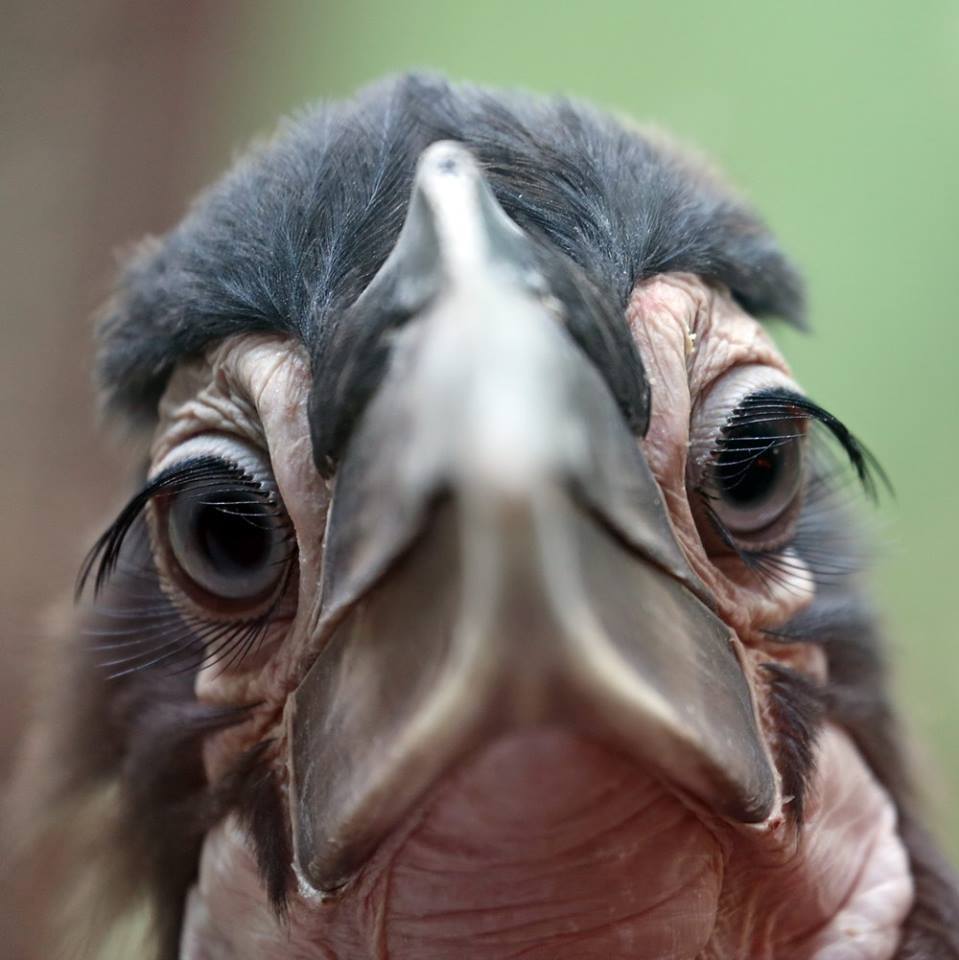 959x960, 68 Kb / птица, клюв, Кафрский, ворон