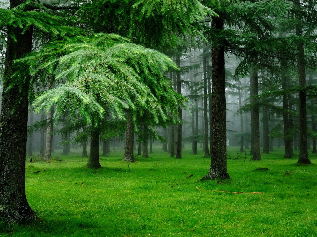 1024x768, 352 Kb / лес, деревья, трава, хвоя, туман