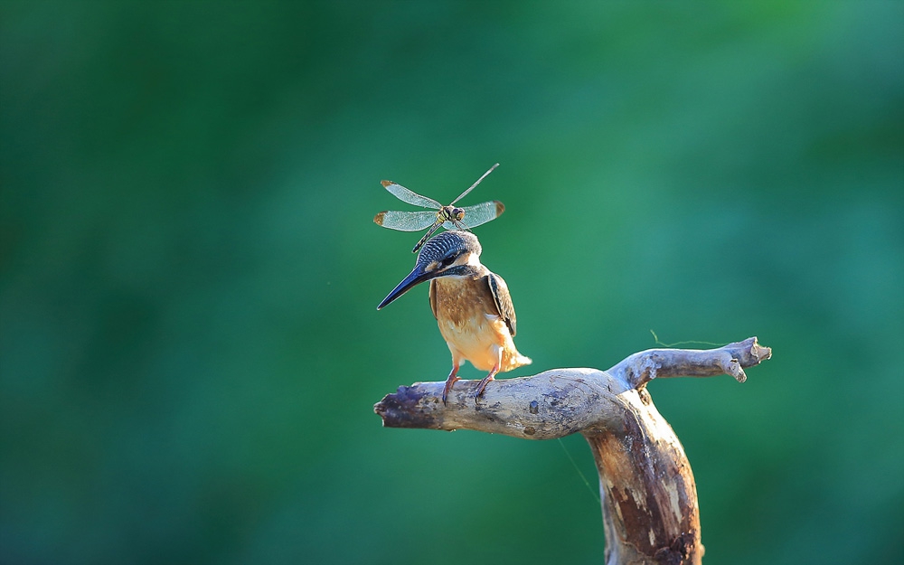 1000x625, 236 Kb / колибри, стрекоза, сук