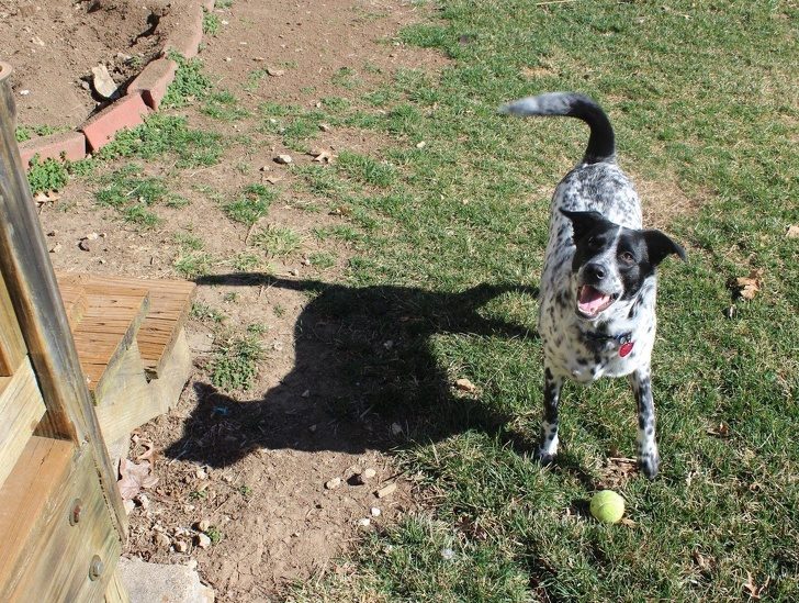 728x549, 166 Kb / пёс, собака, тень, кот, кошка, мячик, фотошоп, кирпич, лестница, ошейник