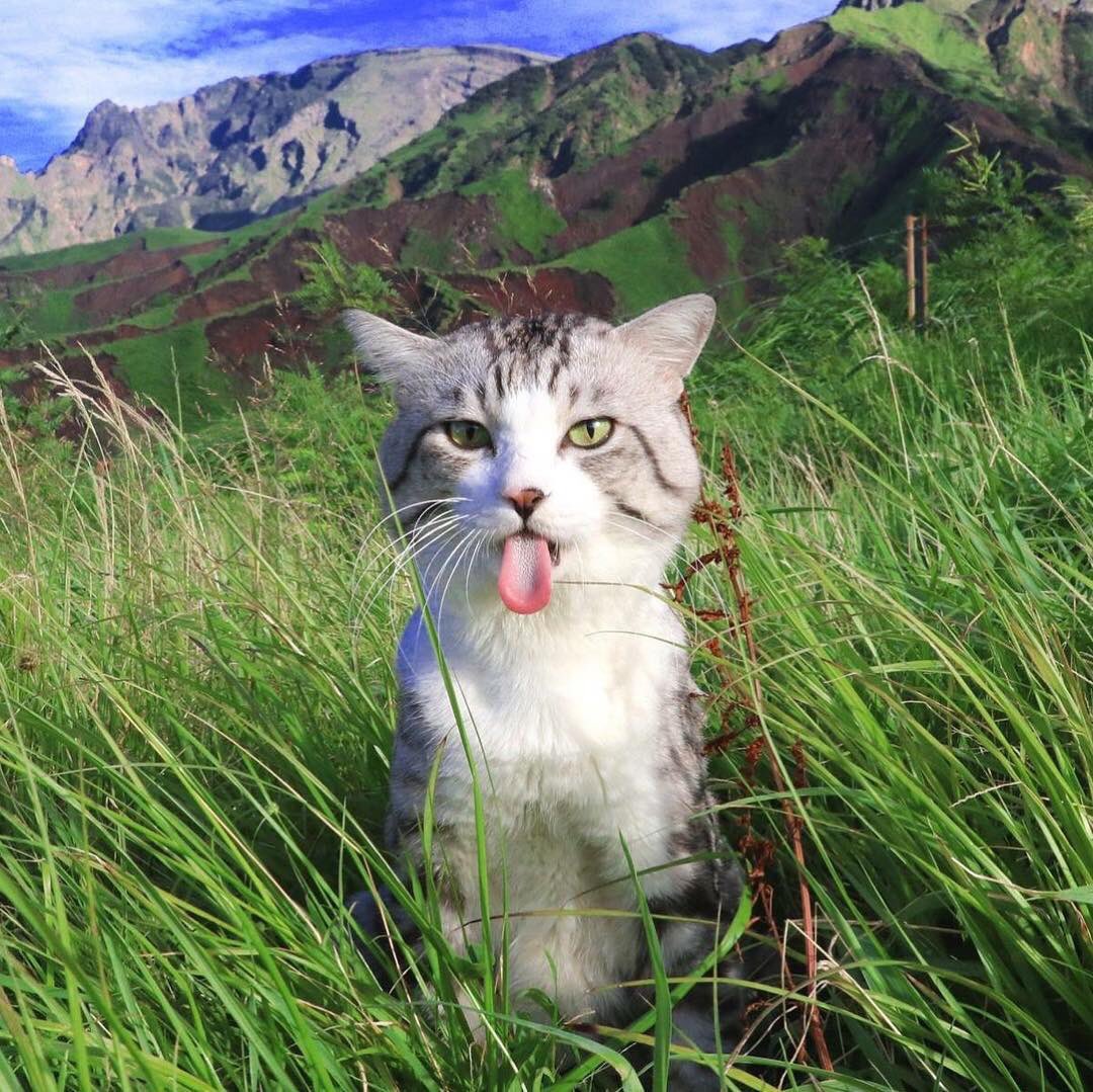 1080x1079, 239 Kb / кот, язык, горы, трава