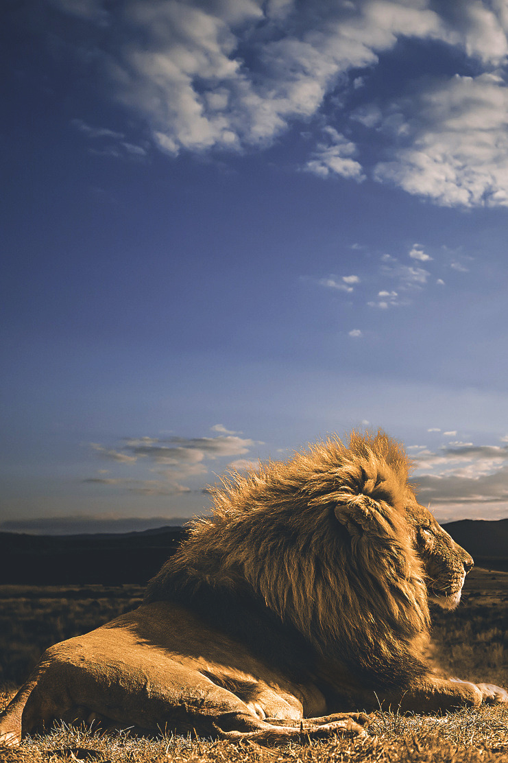 741x1112, 304 Kb / лев, солнце