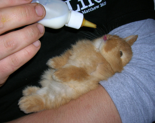 500x396, 88 Kb / зайчёнок